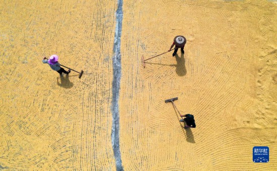 9月16日，湖南省郴州市桂阳县流峰镇农民在晾晒稻谷（无人机照片）。