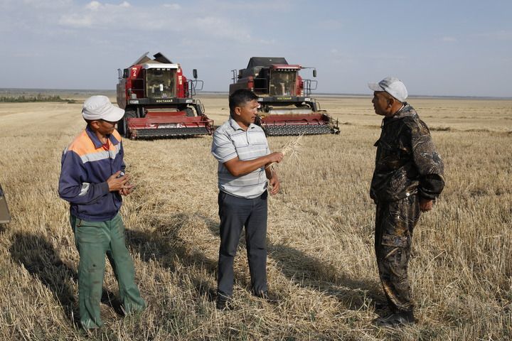 2022年9月2日，在哈萨克斯坦北哈萨克斯坦州，与爱菊集团合作的农场主在收割。新华社发（奥斯帕诺夫摄）