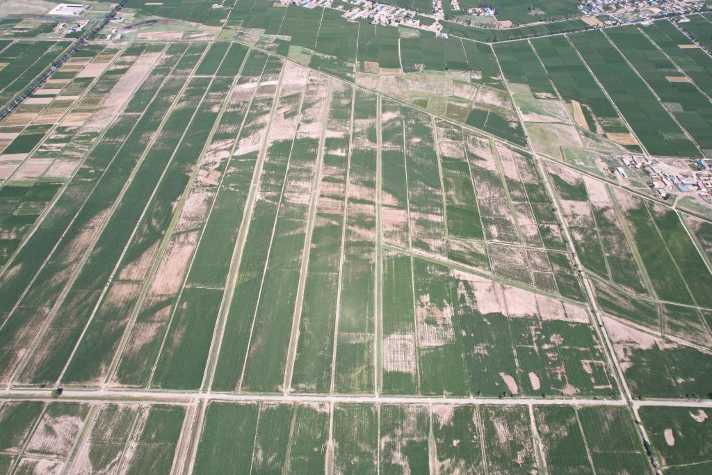 平罗县一处盐碱地典型区域，白色裸露部分为农作物难以生长的重度盐碱地（2023年7月摄）。（平罗县农业农村局供图）