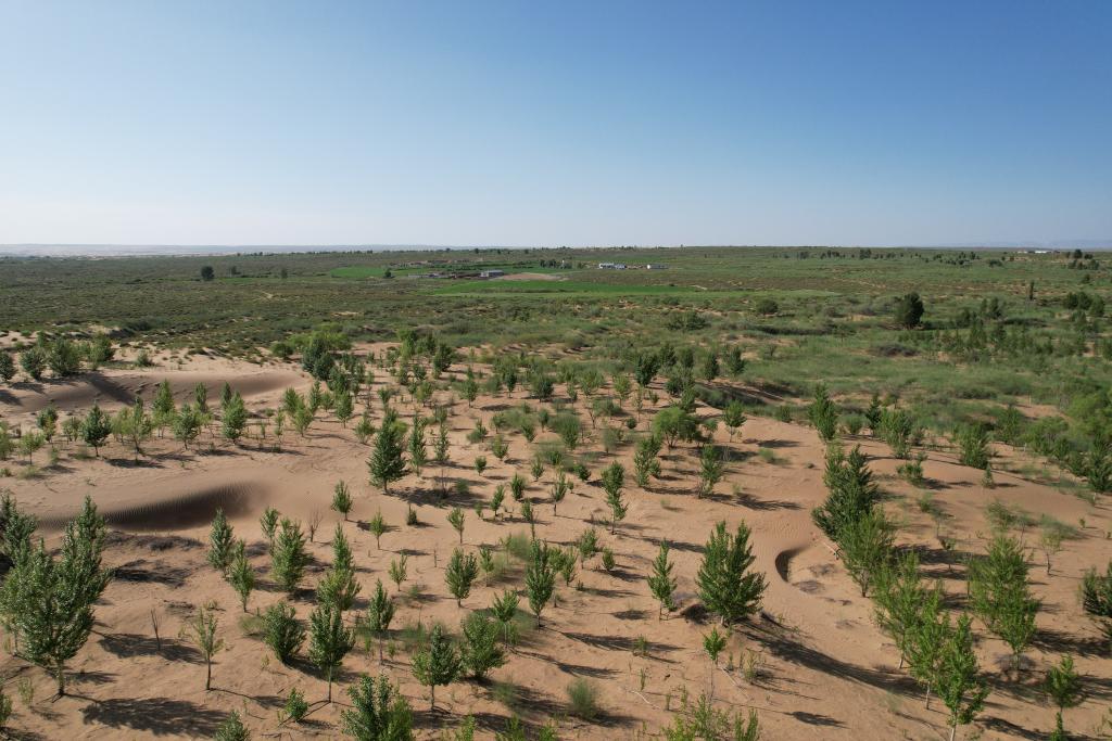 在库布其沙漠腹地，牧民已让10万亩沙地变绿洲（无人机照片，2023年6月25日摄）。新华社记者李云平 摄