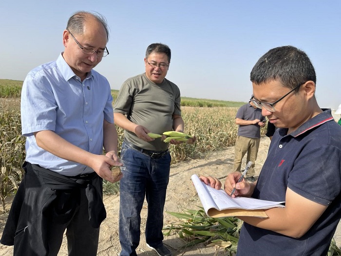 农村农业部耕保中心副主任李荣（左一）等专家现场测量青贮玉米参数。人民日报记者赵永新 摄