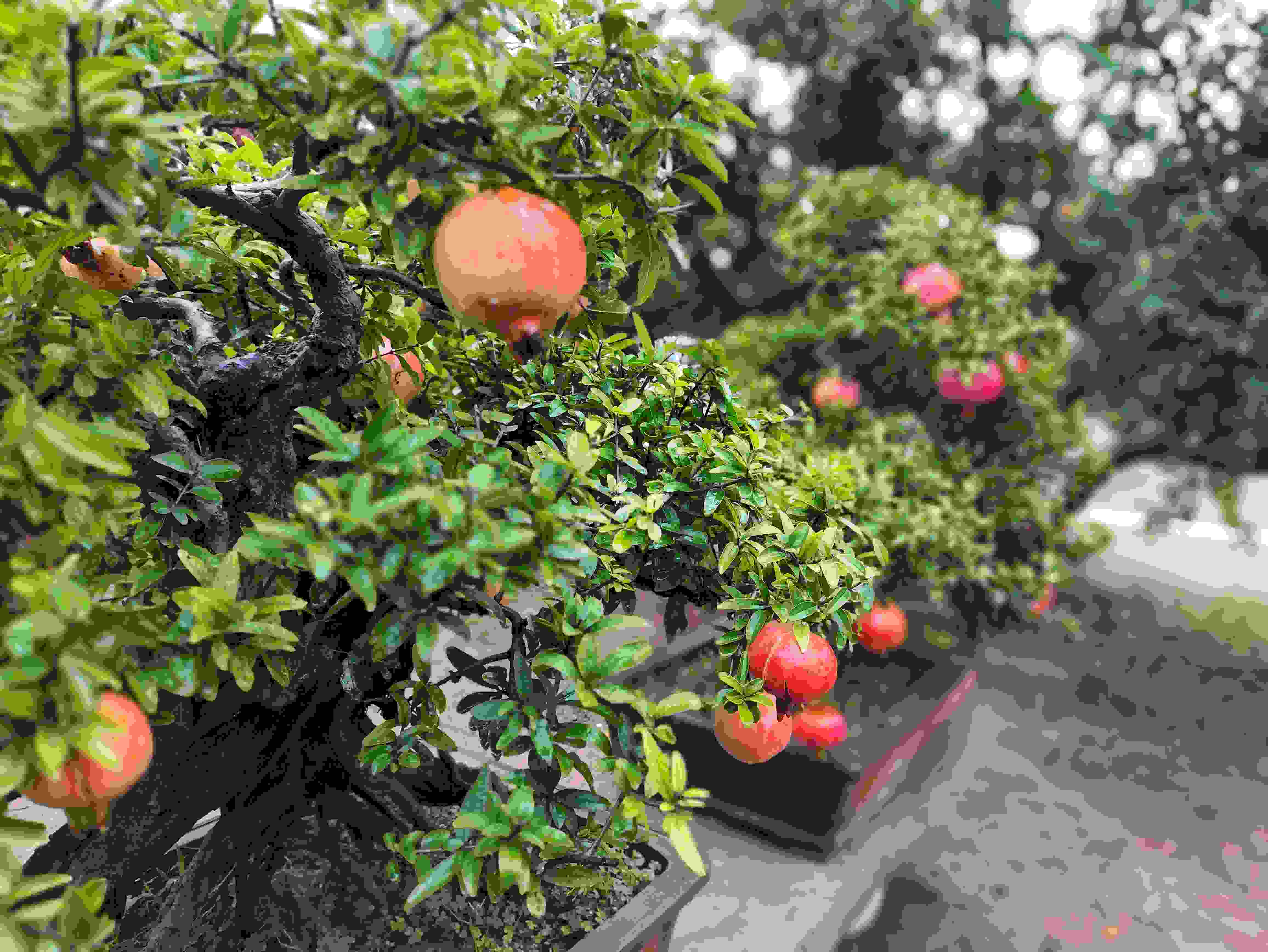 △石榴的发展带动了当地石榴盆景产业。(总台央视记者钟信伟拍摄)