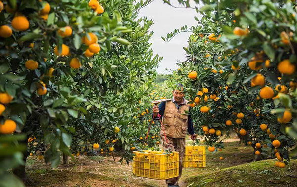 农户在果园中采摘果实。湖南省石门县融媒体中心 唐亚翔摄