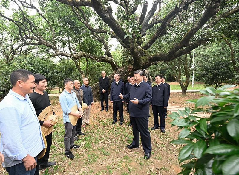 △2023年4月11日，习近平总书记在广东茂名高州市根子镇柏桥村荔枝种植园，同现场技术人员亲切交流。