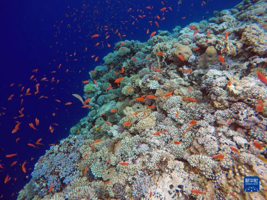 这是10月2日在埃及西奈半岛达哈布蓝洞内拍摄的珊瑚和鱼类。新华社记者 隋先凯 摄
