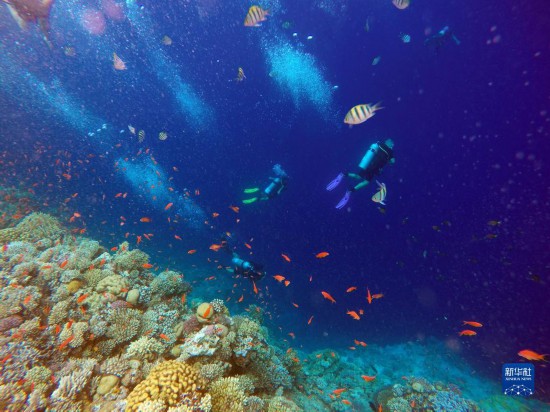  10月2日，人们在埃及西奈半岛达哈布蓝洞内的珊瑚旁深潜。 新华社记者 隋先凯 摄