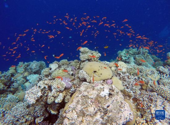  这是10月2日在埃及西奈半岛达哈布蓝洞内拍摄的珊瑚和鱼类。新华社记者 隋先凯 摄