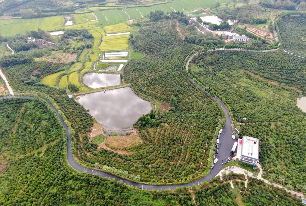 这是2020年8月25日拍摄的河南省光山县槐店乡司马光油茶园（无人机照片）。新华社记者郝源摄