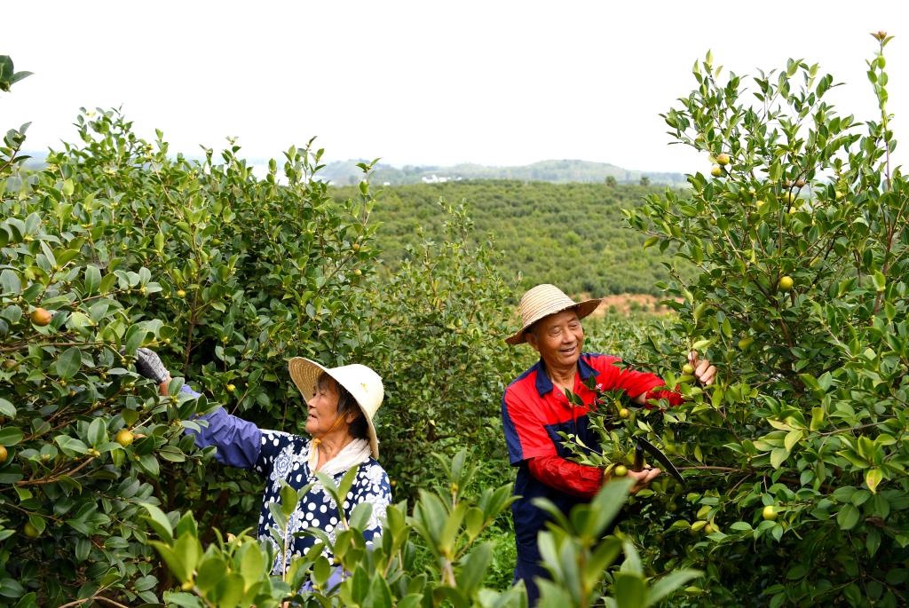 2020年8月25日，村民在河南省光山县槐店乡司马光油茶园内劳作。新华社记者郝源摄