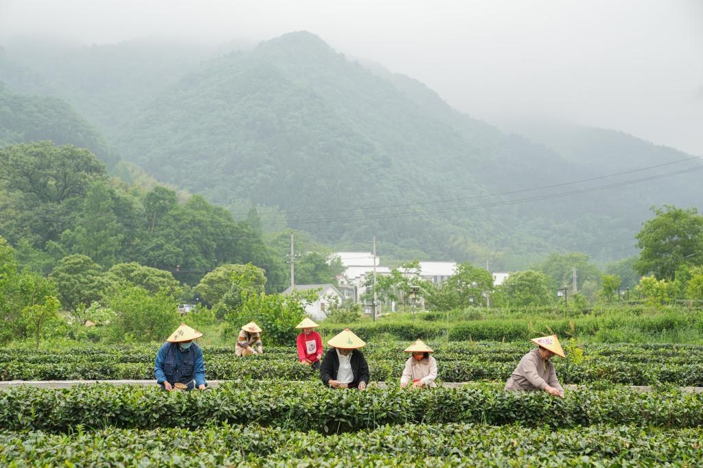 2022年5月11日，村民在大湾村生态茶园内采摘茶叶。新华社记者杜宇摄