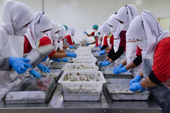 2023年8月29日，在印度尼西亚中爪哇省三宝垄市，工人在福建淼天汇食品有限公司印尼公司的对虾加工生产线上工作。新华社记者 徐钦 摄