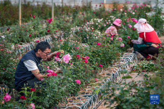 在云南省安宁市现代农业园区玫瑰种植示范园，技术员田连通（左）给玫瑰花修枝（10月20日摄）。