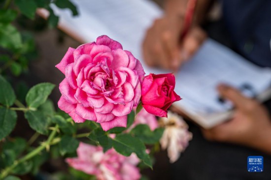 在云南省安宁市现代农业园区玫瑰种植示范园，技术员田连通将玫瑰花的花瓣数量、花枝长度等情况记录在观察表上（10月20日摄）。