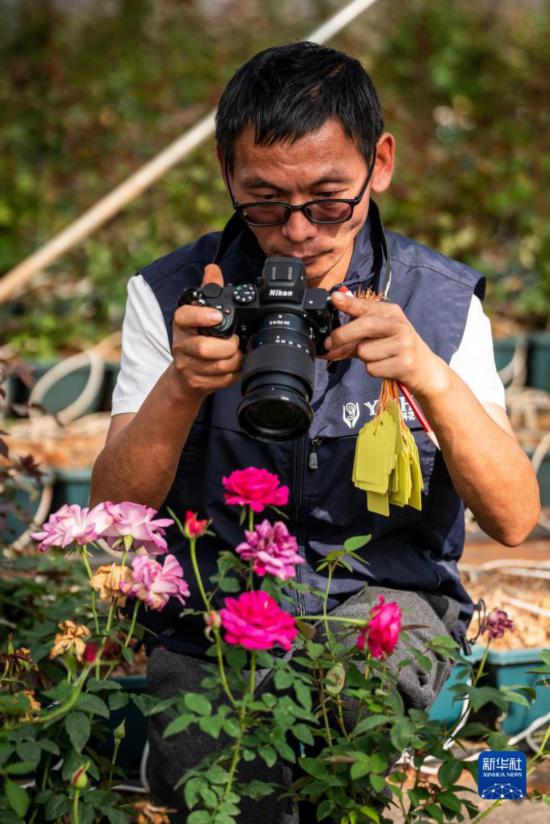 在云南省安宁市现代农业园区玫瑰种植示范园，技术员田连通拍摄玫瑰花（10月20日摄）。
