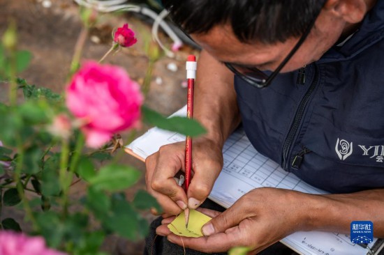 在云南省安宁市现代农业园区玫瑰种植示范园，技术员田连通记录玫瑰花编号（10月20日摄）。