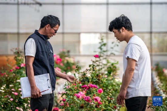 在云南省安宁市现代农业园区玫瑰种植示范园，技术员田连通（左）在和同事交流（10月20日摄）。