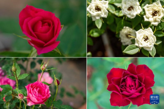 这是云南省安宁市现代农业园区玫瑰种植示范园里玫瑰新品种的拼版照片。