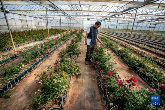 在云南省安宁市现代农业园区玫瑰种植示范园，技术员田连通观察玫瑰花（10月20日摄）。