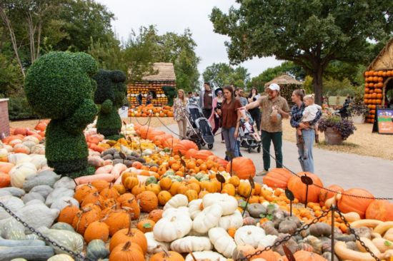  10月12日，游客参观美国得克萨斯州达拉斯植物园的“南瓜小镇”。新华社发（田丹摄）