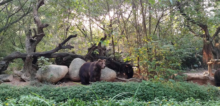 长隆野生动物世界园区内，黑熊在森林间散步。人民网记者 张艺开摄