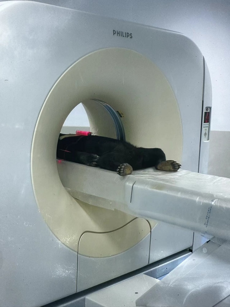 长隆野生动物世界的动物医院内，马来熊在做核磁共振检查。人民网记者 李舫摄
