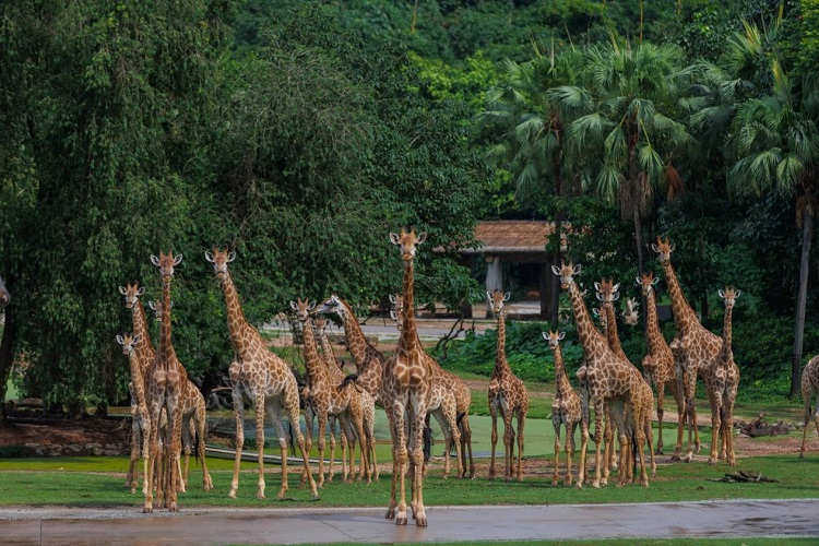 长隆野生动物世界园区内，长颈鹿正在散步。邓泳怡摄