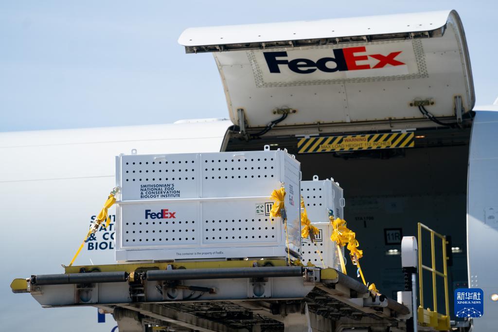 11月8日，在美国弗吉尼亚州的华盛顿杜勒斯国际机场，装有大熊猫的特制“旅行包厢”运上专机。新华社记者刘杰摄