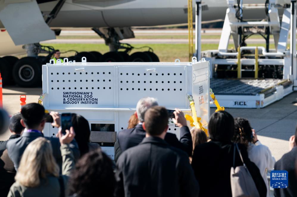 11月8日，在美国弗吉尼亚州的华盛顿杜勒斯国际机场，装有大熊猫的特制“旅行包厢”准备运上专机。新华社记者刘杰摄