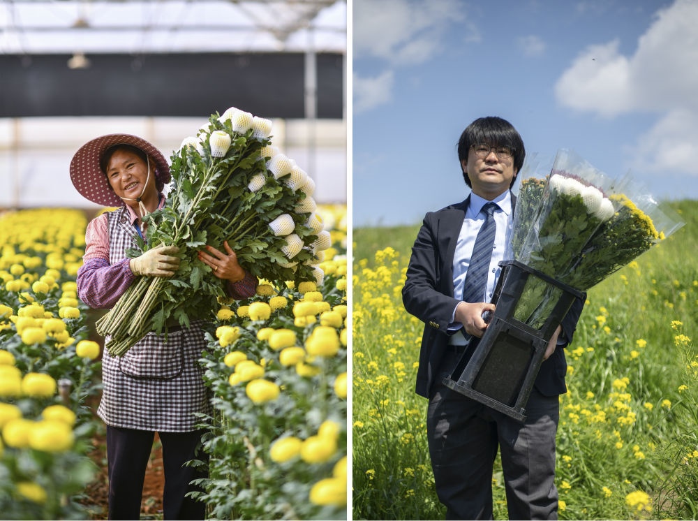 这张拼版照片中，左图为2023年3月22日在中国云南省开远市，花农李兰英在采摘鲜花；右图为2023年4月3日在日本埼玉县三乡市，经营花卉公司的小西武为订货的花店送花。中国云南有着亚洲最大的鲜切花交易市场，一年可以卖出110亿枝鲜切花。春季云南大量鲜花进入盛花期，各类鲜花通过冷链物流陆续进入日本市场，成为当地人生活的美丽点缀。