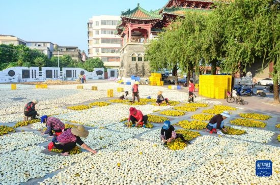 11月25日，在广东省江门市新会区一处空地，人们对新会柑皮进行翻皮晾晒。