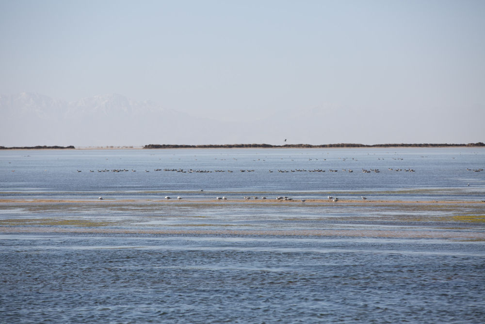 鸟儿在青海察尔汗盐湖边的淡水湖上栖息（2017年9月10日摄）。新华社记者 金立旺 摄