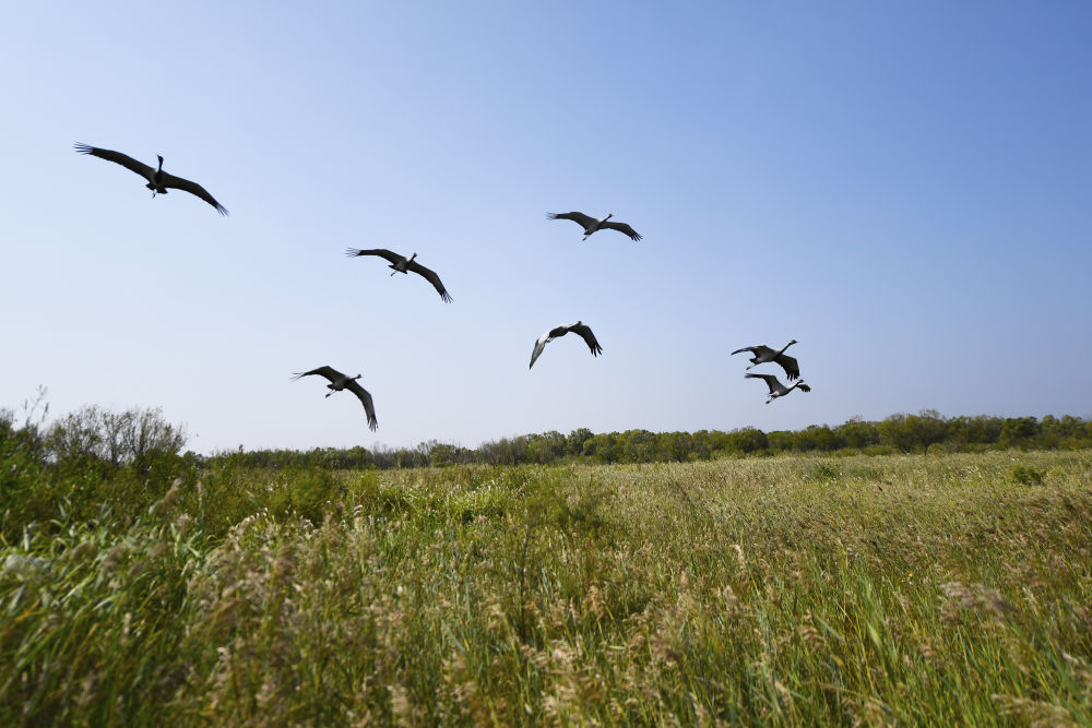 鸟类在山东黄河三角洲国家级自然保护区内飞翔（2022年9月18日摄）。新华社记者 范长国 摄