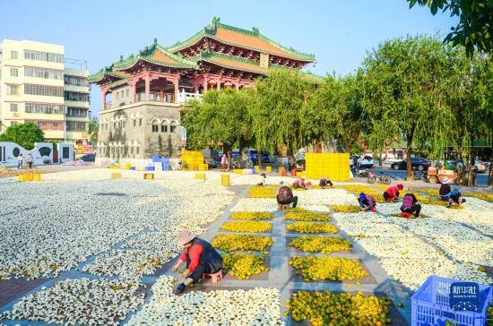 11月25日，在广东省江门市新会区一处空地，人们对新会柑皮进行翻皮晾晒。