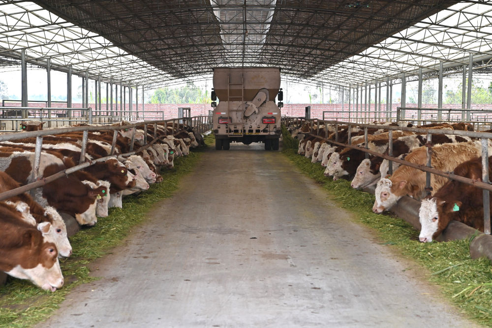 12月13日，在来宾市兴宾区大湾镇双诚牧业有限公司，工人驾驶车辆给牛投撒以甘蔗尾叶为主要原料的饲料。