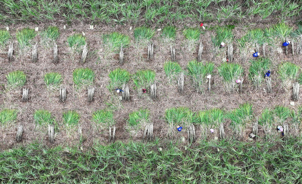12月12日，在来宾市兴宾区小平阳镇，农民在收割甘蔗（无人机照片）。