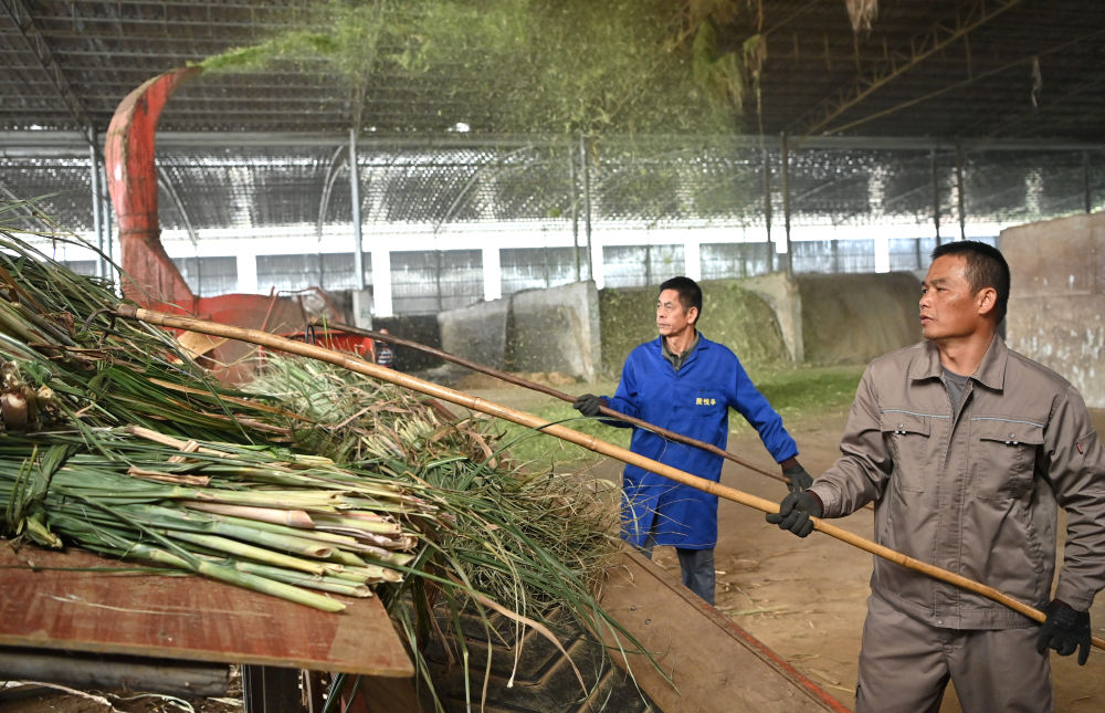 12月13日，在来宾市兴宾区大湾镇双诚牧业有限公司，工人在粉碎甘蔗尾叶，准备制作牛饲料。