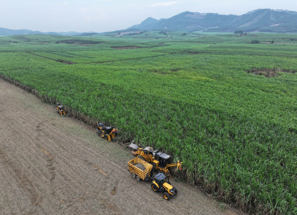 12月14日，在来宾市国家现代农业产业园黄安优质“双高”糖料蔗基地，农民驾驶农机收割甘蔗（无人机照片）。