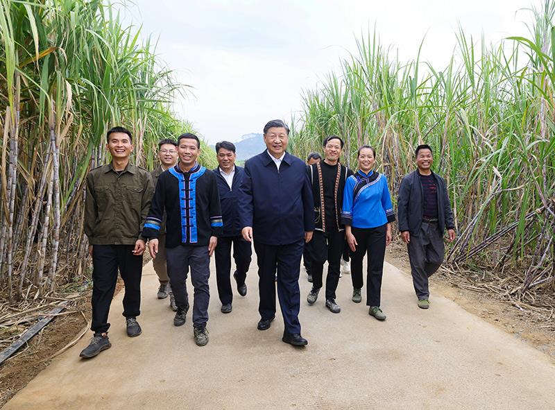 2023年12月14日，习近平总书记在广西来宾市国家现代农业产业园黄安优质“双高”糖料蔗基地考察。