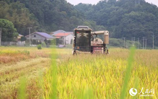 收割机行驶在稻田里。人民网记者 刘宾摄