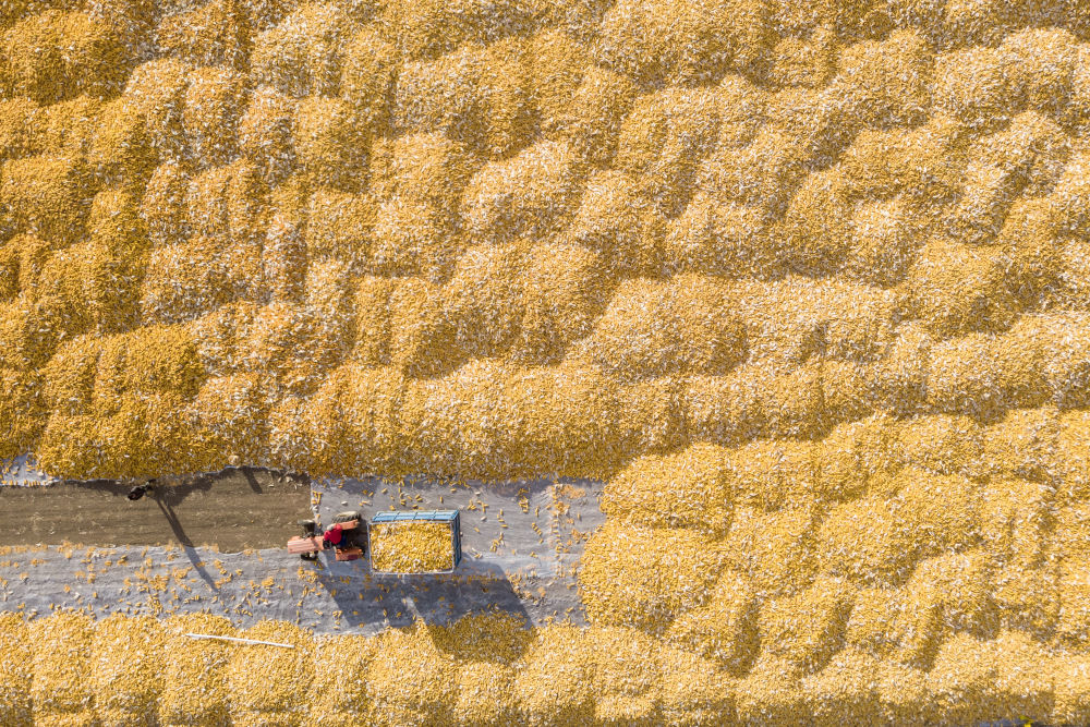 2023年10月19日，在黑龙江省肇东市五里明镇东升村，农民把收获的玉米运到当地农业合作社指定的地点进行晾晒（无人机照片）。新华社记者 谢剑飞 摄