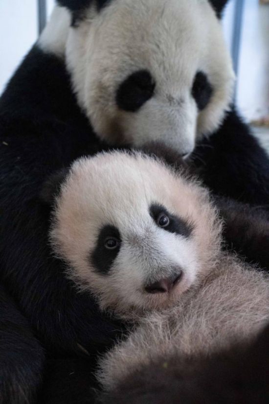  这是2023年12月21日在俄罗斯莫斯科动物园拍摄的大熊猫幼崽“喀秋莎”（前）和大熊猫妈妈“丁丁”在一起的照片。新华社发（莫斯科动物园供图）