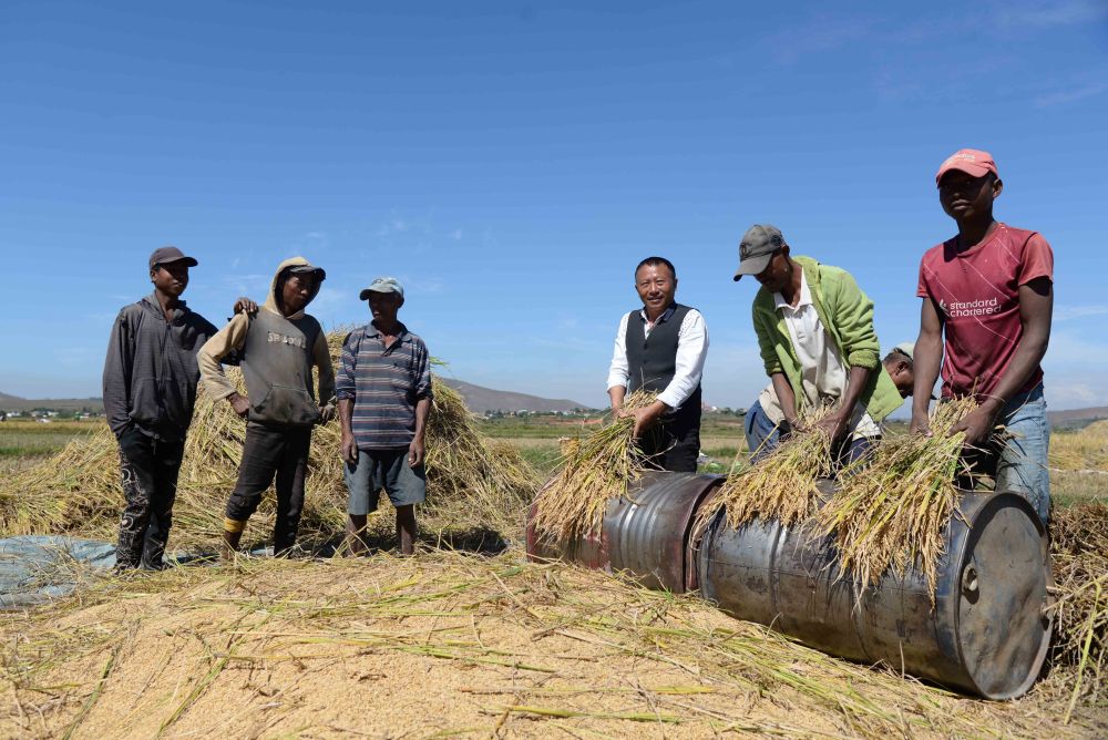 在马达加斯加首都塔那那利佛附近的马义奇镇，中国杂交水稻技术专家胡月舫（右三）在中国国家杂交水稻工程技术研究中心非洲分中心的试验田里和当地农民一起收获水稻（2023年5月12日摄）。新华社发（西塔卡·拉乔纳里松摄）
