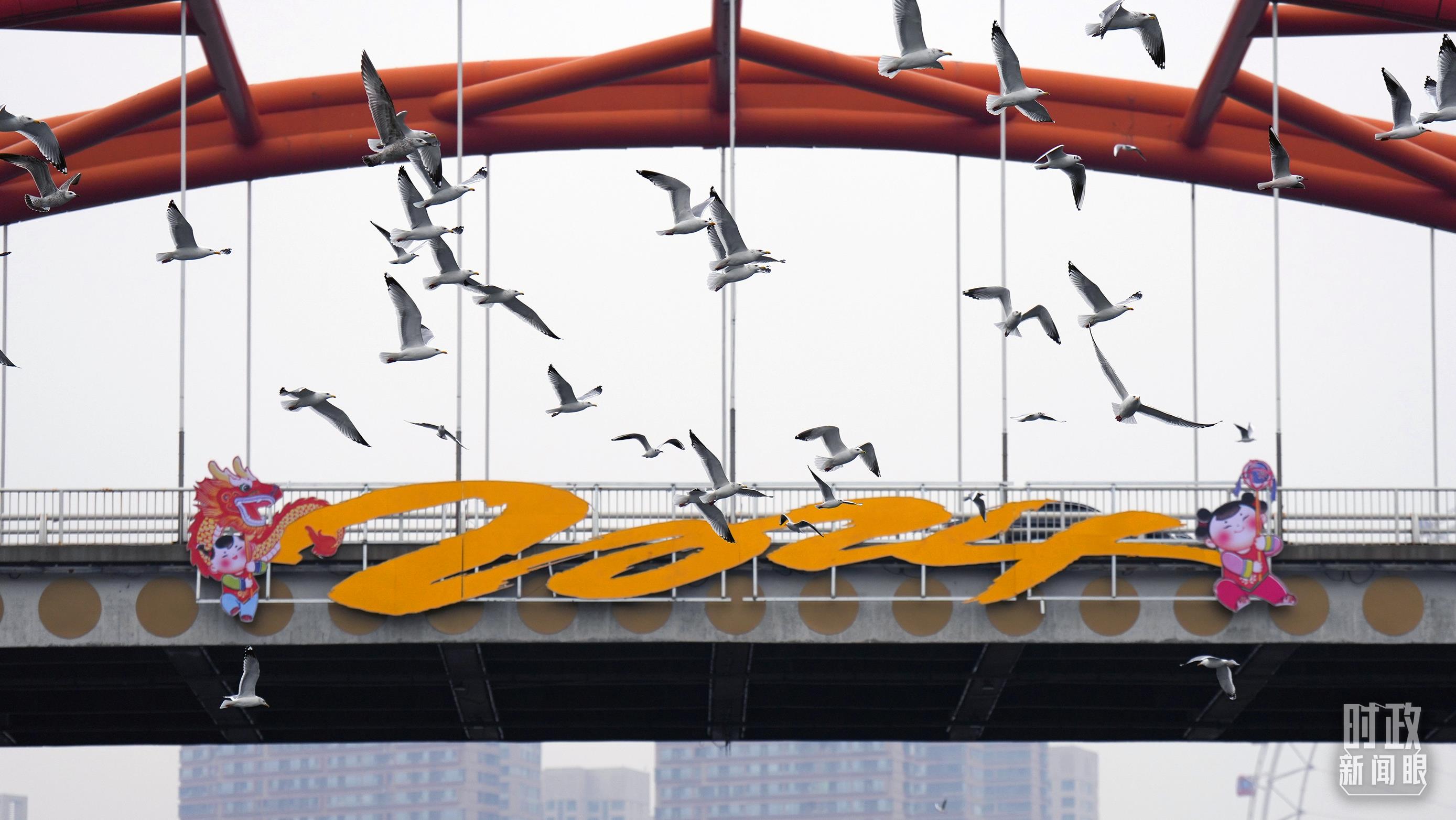 △天津金刚桥，成群的海鸥飞越海河。（总台国广记者李晋拍摄）