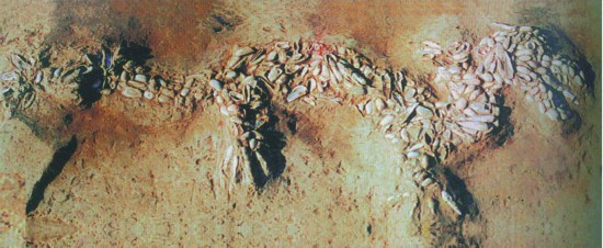 河南濮阳西水坡遗址M45墓出土的蚌塑龙（濮阳市戚城博物馆供图）