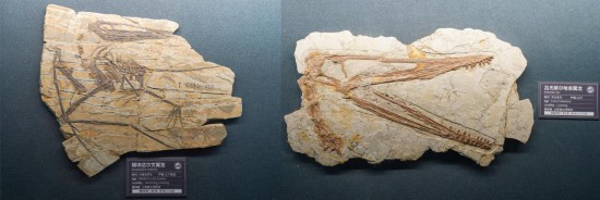 南京古生物博物馆展出的部分翼龙化石。新华社记者李博 摄