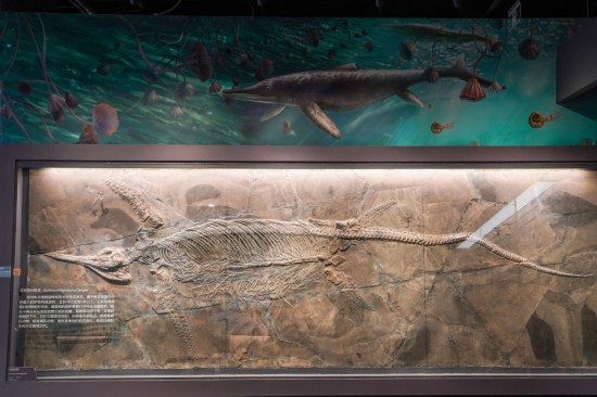 南京古生物博物馆展出的鱼龙化石。新华社记者李博 摄