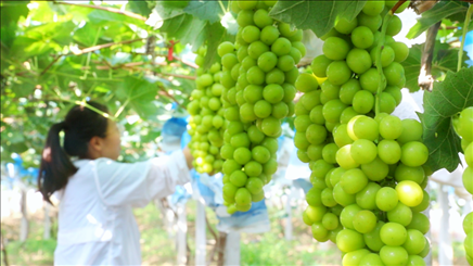 小屯村葡萄园里的阳光玫瑰葡萄。肖俊楠摄
