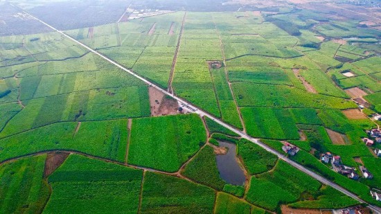 广西来宾市国家现代农业产业园黄安优质“双高”糖料蔗基地