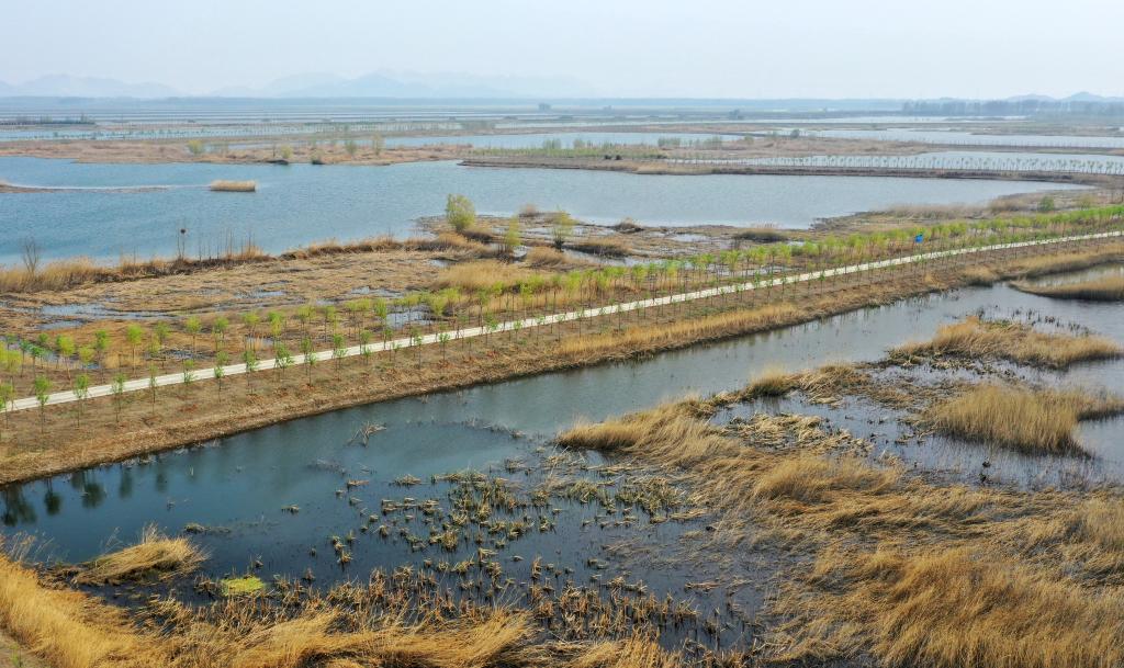 位于天津市蓟州区的于桥水库入库河口湿地一景（资料照片）。新华社记者李然 摄