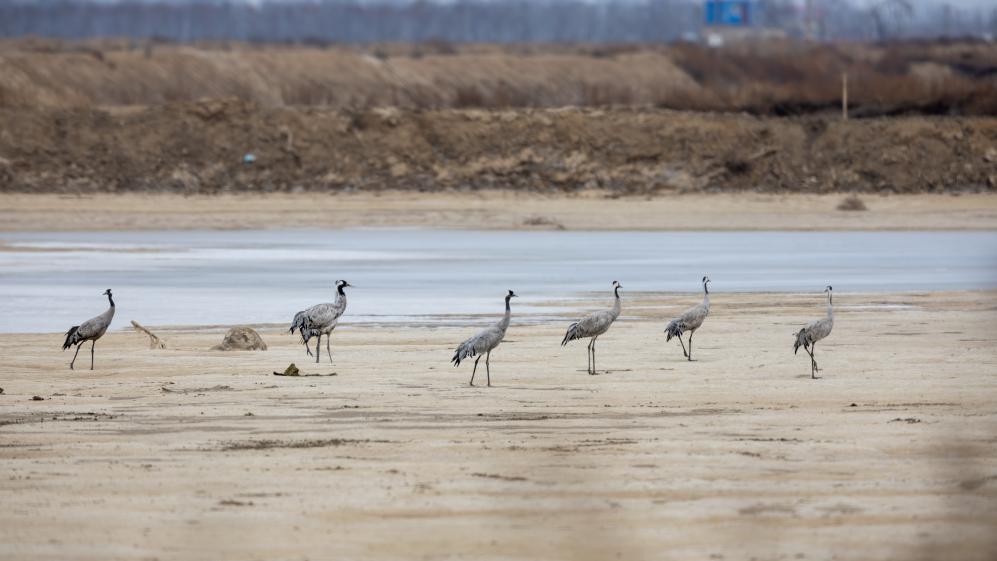 2月4日，在河北省黄金海岸保护区拍摄的国家二级保护动物灰鹤。（受访单位供图）